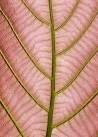 Plakat przedstawiający różowego liścia z zielonymi nerwami.