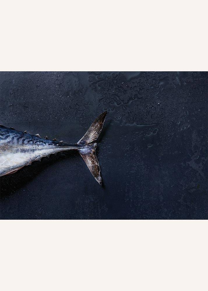 Poziomy plakat przedstawiający rybę na granatowym tle.