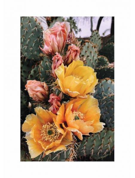 Kolorowe Kwiaty Kaktusa No.2, Plakat