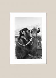Pionowy plakat przedstawiający szympansa patrzącego przez lornetkę.