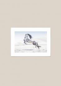 Plakat przedstawiający białego konia w czasie galopu na tle pustynnego piasku i błękitnego nieba.