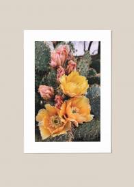 Plakat przedstawiający żółte i różowe kwiaty z kaktusem w tle.