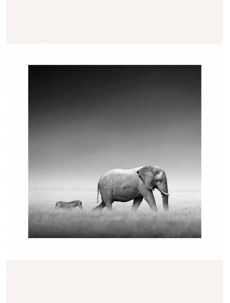 Wędrujący Słoń i Zebra, Plakat