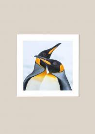 Kwadratowy plakat przedstawiający parę pingwinów królewskich ukazany na beżowym tle.