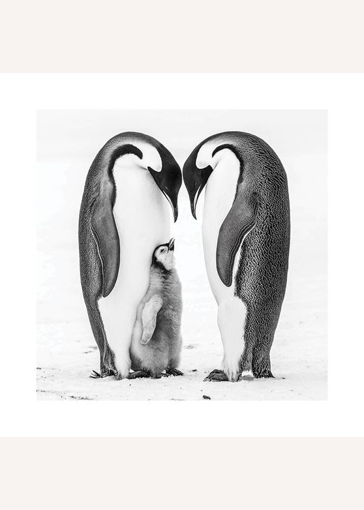 Czarno-biały plakat przedstawiający rodzinę trzech pingwinów.