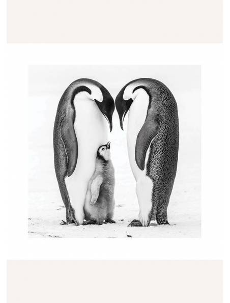 Rodzina Pingwinów, Plakat