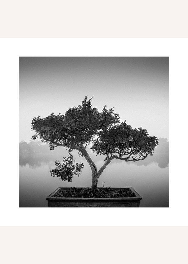 Czarno-biały plakat przedstawiający drzewko bonsai na tle jeziora.