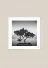 Plakat przedstawiający drzewko bonsai na tle jeziora i nieba w czarno-białych kolorach.