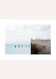 Plakat przedstawiający ptaki siedzące na betonowym wale na tle morza.