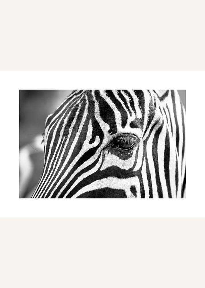 Spojrzenie zebry, Plakat - 1 