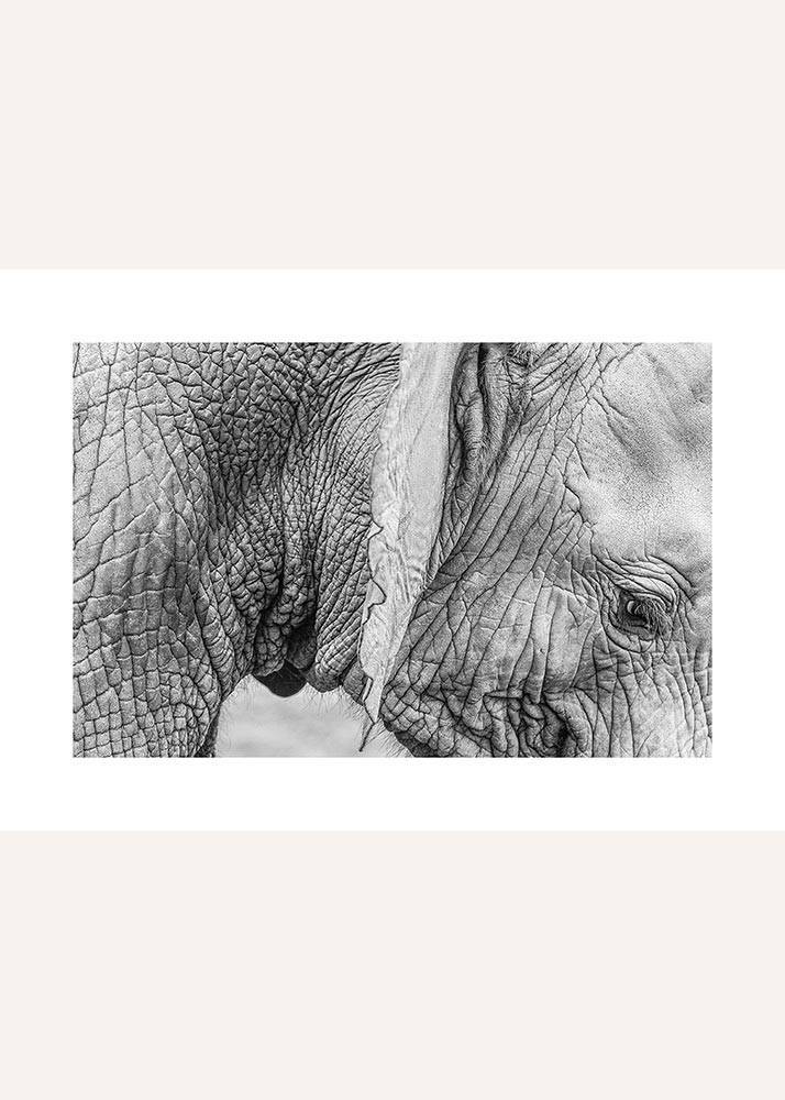 Spojrzenie słonia, Plakat - 1 