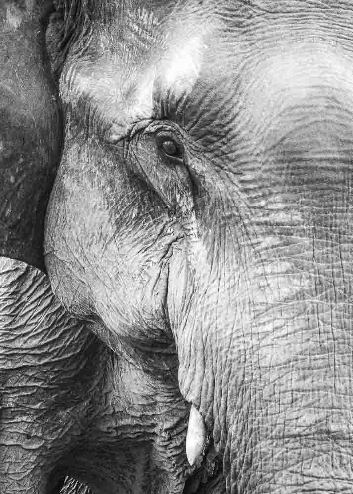 Plakat przedstawiający zbliżenie słonia.