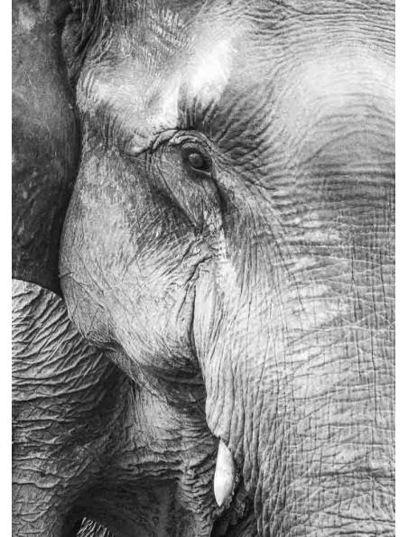 Uśmiech Słonia, Plakat