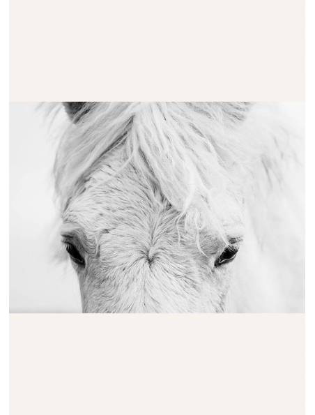 Spojrzenie białego konia, Plakat