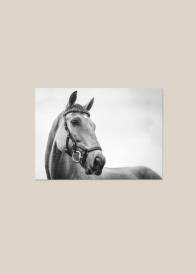 Czarno-biały poziomy plakat przedstawiający konia na szarym tle.