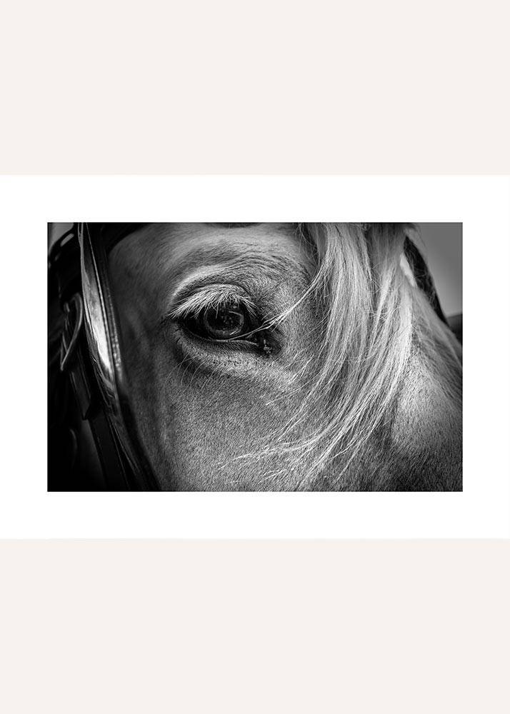 Spojrzenie konia, Plakat - 1 