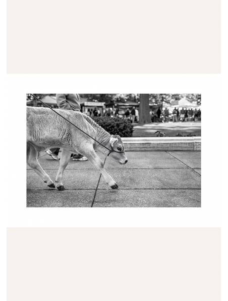 Koza na spacerze, Plakat