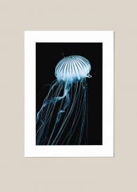 Plakat przedstawiający turkusową meduzę na tle granatowej wody oceanu.