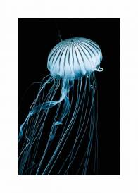 Plakat przedstawiający turkusową meduzę na czarnym tle.