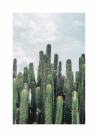Plakat przedstawiający kaktusy na tle niebieskiego nieba.