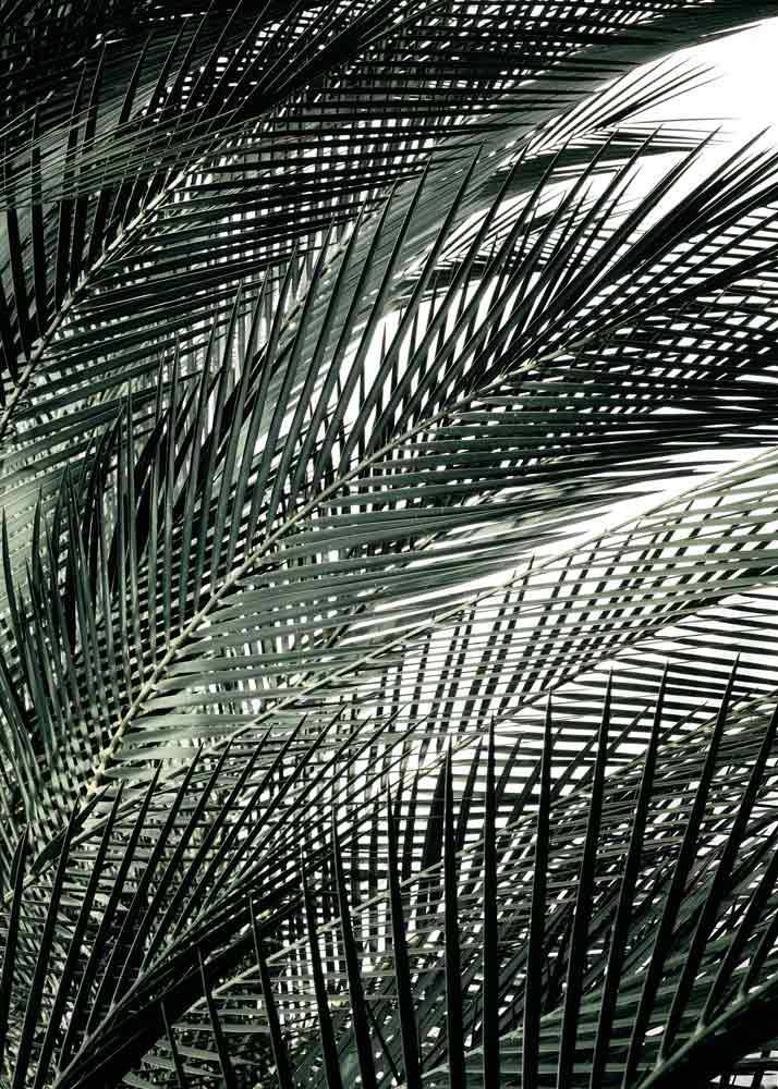 Plakat przedstawiający zielone liście palm.