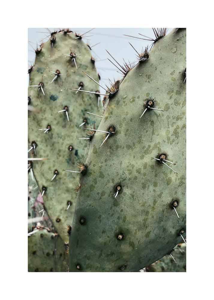 Plakat przedstawiający zbliżenie na zielonego kaktusa.