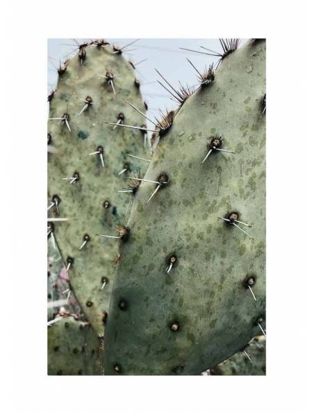 Kaktusy pustynne No.2, Plakat
