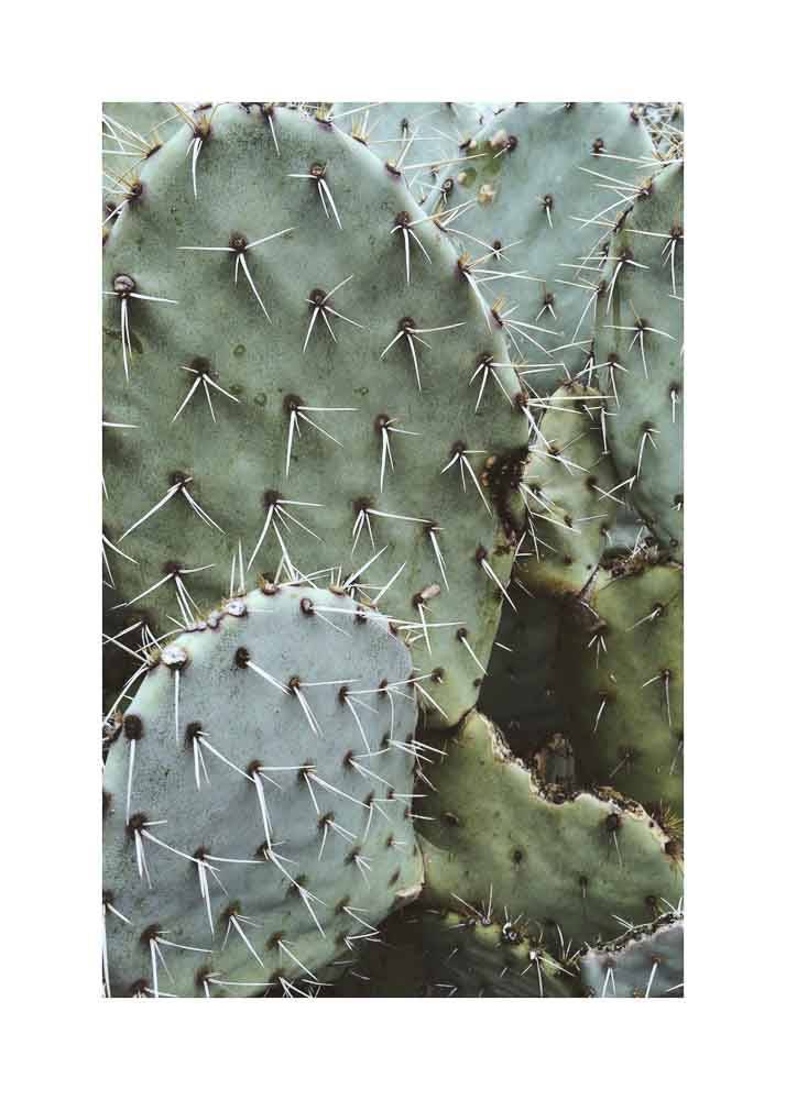 Kaktusy pustynne No.1, Plakat - 1 