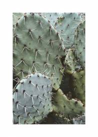 Plakat przedstawiający zbliżenie na kolce zielonych kaktusów.