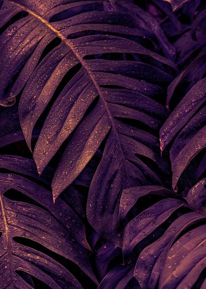 Plakat przedstawiający fioletowe liście palmy.