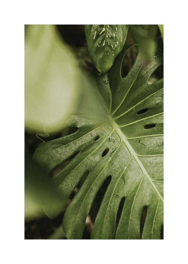 Plakat fotograficzny przedstawiający zbliżenie na liść tropikalny.