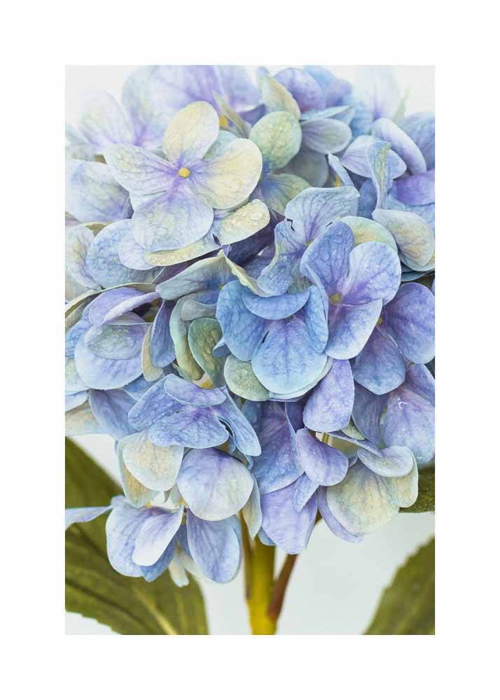 Plakat przedstawiający kwitnące kwiaty niebiesko-fioletowej hortensji ogrodowej.