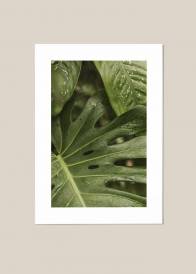 Plakat przedstawiający zielone liście tropikalne mokre od wody.