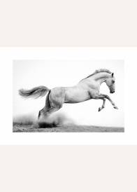 Czarno-biały poziomy plakat przedstawiający konia w galopie.