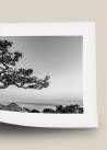 Plakat fotograficzny przedstawiający drzewo rosnące wśród skał na tle morza w czarno-białych kolorach.