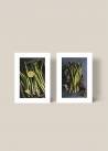 Dwa plakaty do kuchni, przedstawiające zielone szparagi na ciemnym tle.