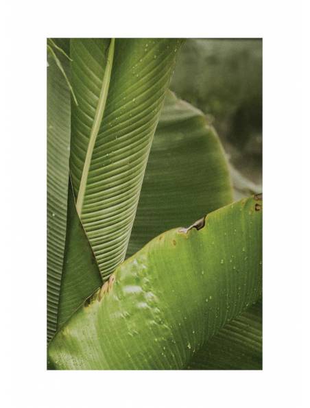 Zielone liście bananowca, Plakat