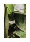 Zielone liście bananowca No.2, Plakat
